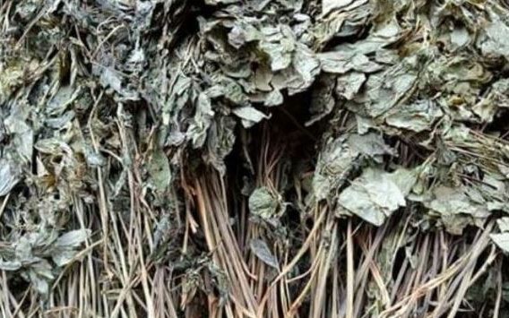 Loại lá rụng đầy vườn ở Việt Nam, 