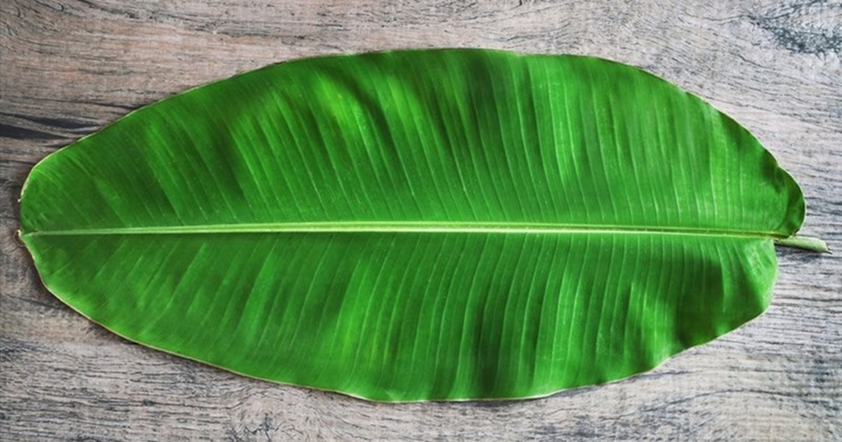 Loại lá rụng đầy vườn ở Việt Nam, 